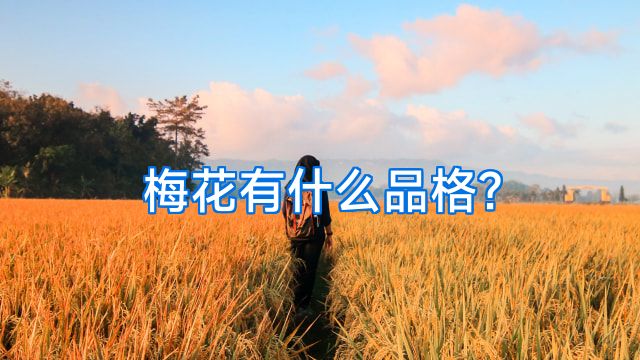 梅花有什么品格?