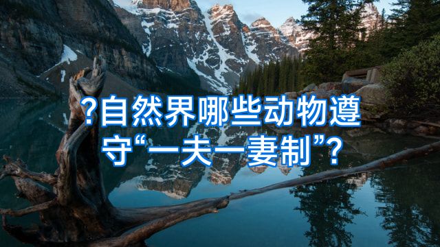 ?自然界哪些动物遵守“一夫一妻制”?