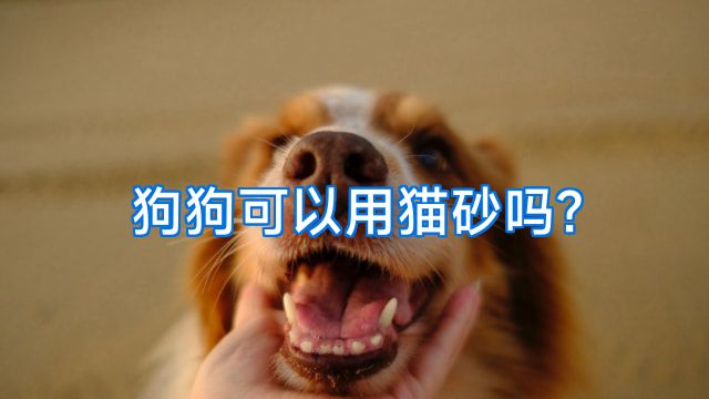 狗狗可以用猫砂吗?