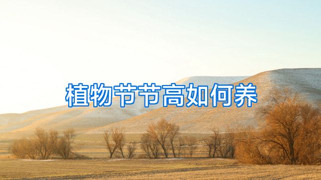 植物节节高如何养