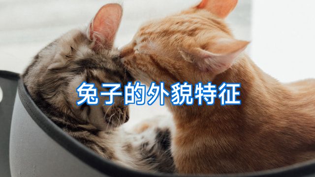 兔子的外貌特征