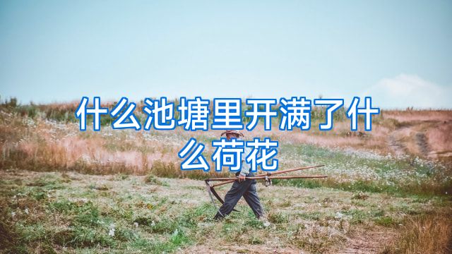 什么池塘里开满了什么荷花