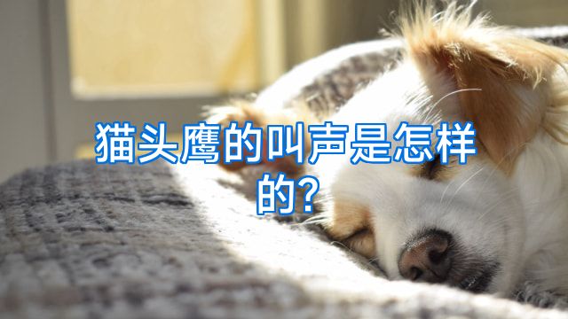 猫头鹰的叫声是怎样的?