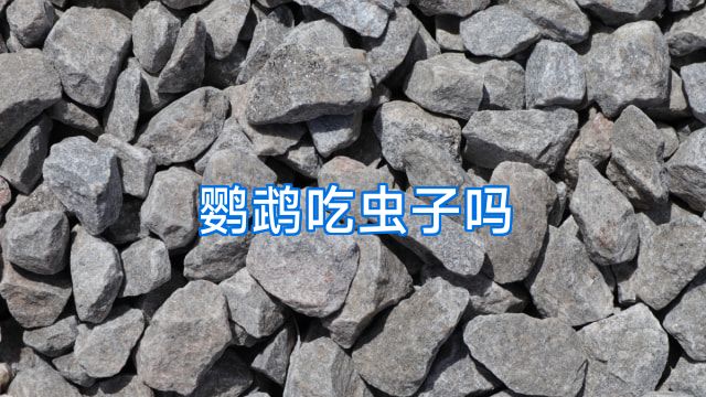 鹦鹉吃虫子吗