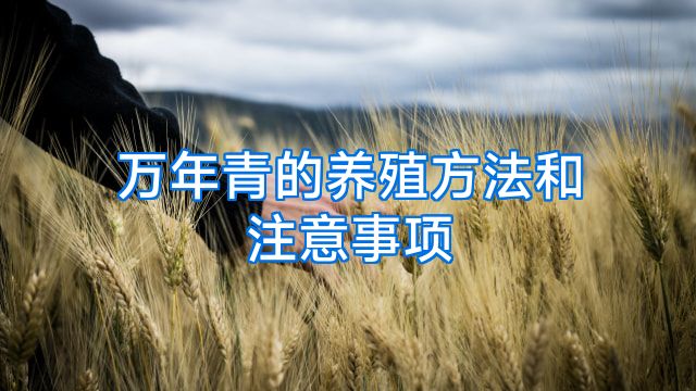 万年青的养殖方法和注意事项
