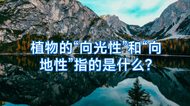 植物的“向光性”和“向地性”指的是什么?