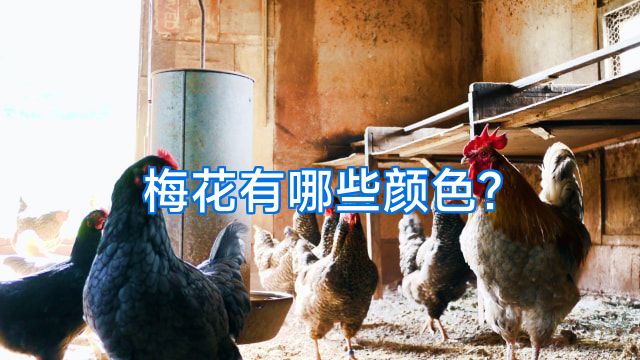 梅花有哪些颜色?