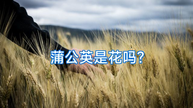蒲公英是花吗?