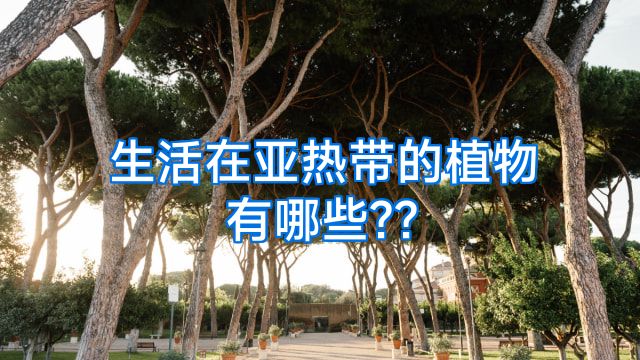 生活在亚热带的植物有哪些??