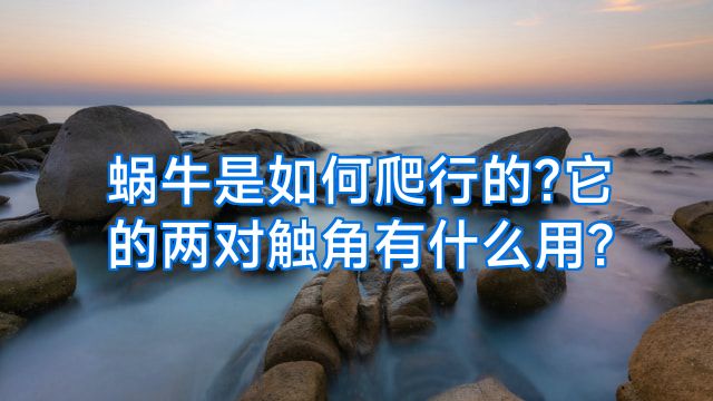 蜗牛是如何爬行的?它的两对触角有什么用?