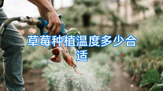 草莓种植温度多少合适