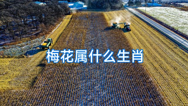 梅花属什么生肖