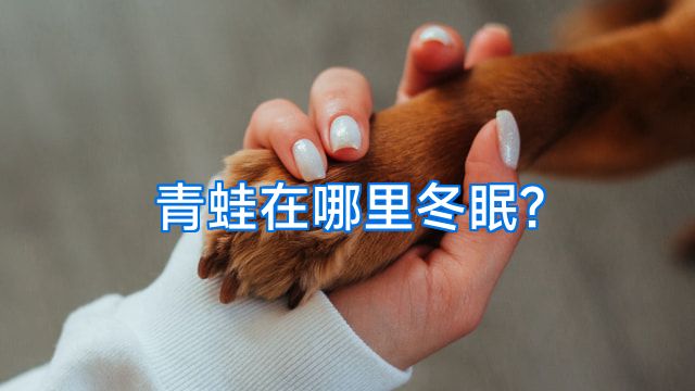 青蛙在哪里冬眠?