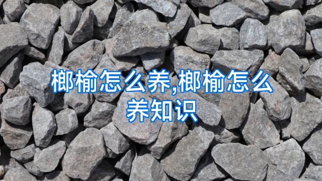榔榆怎么养,榔榆怎么养知识