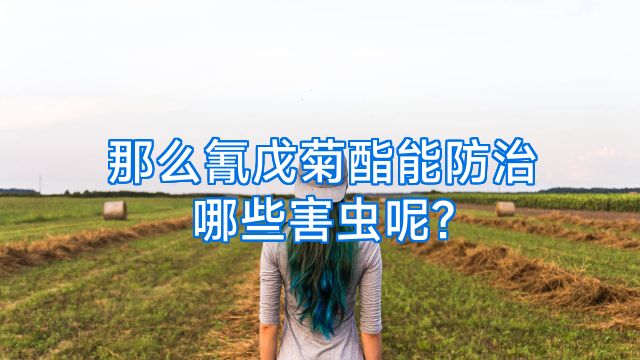 那么氰戊菊酯能防治哪些害虫呢?