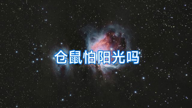 仓鼠怕阳光吗