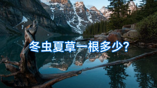 冬虫夏草一根多少?