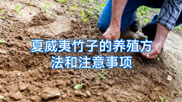 夏威夷竹子的养殖方法和注意事项