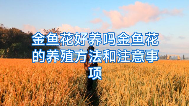 金鱼花好养吗金鱼花的养殖方法和注意事项