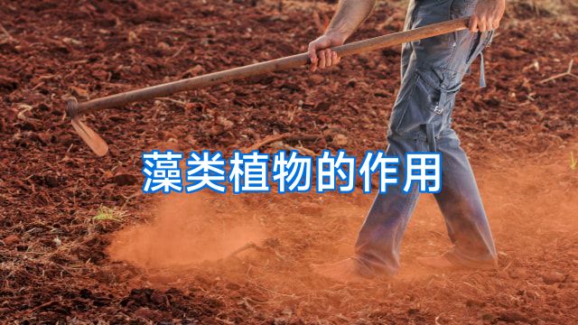 藻类植物的作用