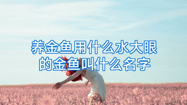 养金鱼用什么水大眼的金鱼叫什么名字