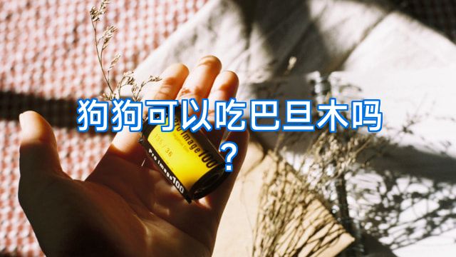 狗狗可以吃巴旦木吗?