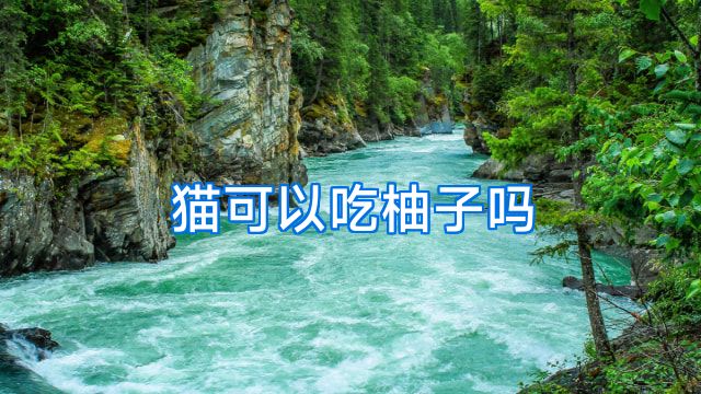 猫可以吃柚子吗