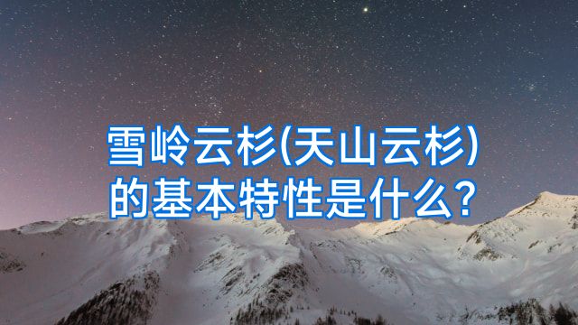 雪岭云杉(天山云杉)的基本特性是什么?