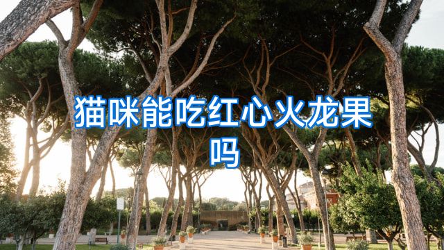 猫咪能吃红心火龙果吗