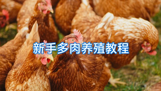 新手多肉养殖教程
