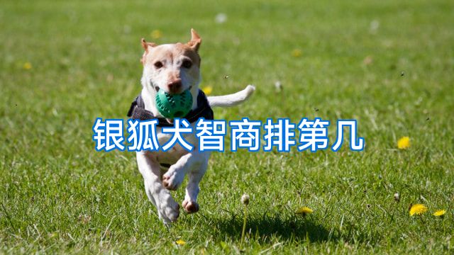 银狐犬智商排第几