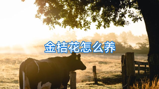金桔花怎么养