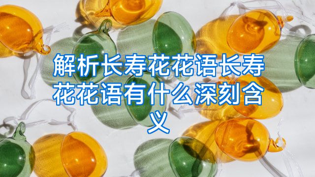 解析长寿花花语长寿花花语有什么深刻含义