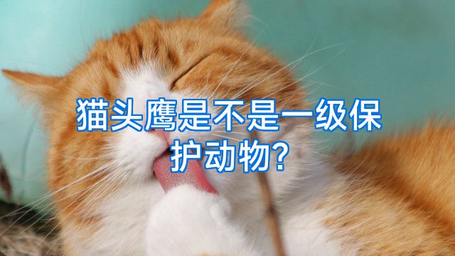 猫头鹰是不是一级保护动物?