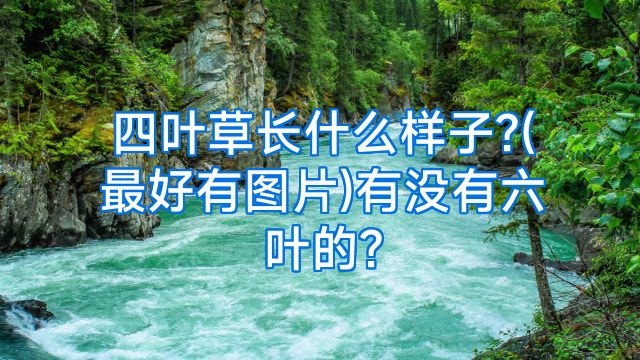 四叶草长什么样子?(最好有图片)有没有六叶的?