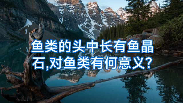 鱼类的头中长有鱼晶石,对鱼类有何意义?