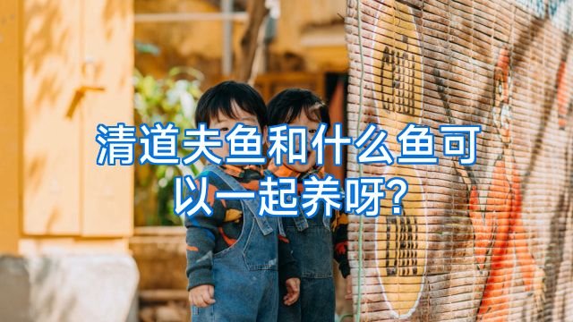 清道夫鱼和什么鱼可以一起养呀?