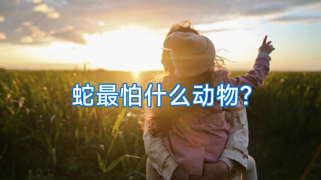 蛇最怕什么动物?