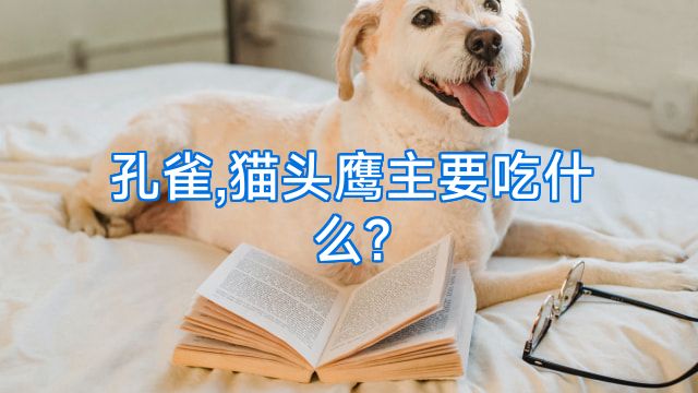 孔雀,猫头鹰主要吃什么?