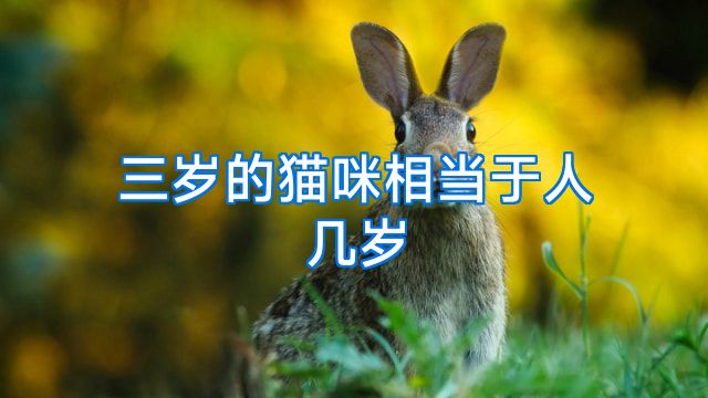 三岁的猫咪相当于人几岁