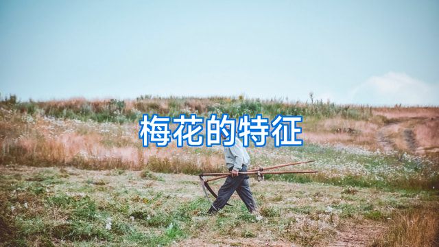 梅花的特征