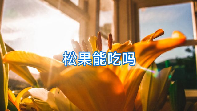 松果能吃吗