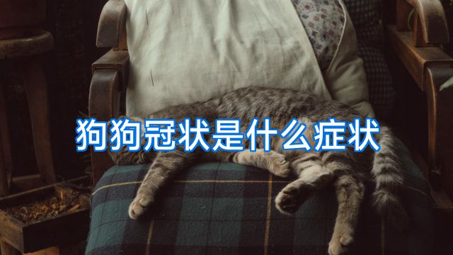 狗狗冠状是什么症状