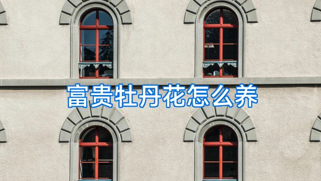 富贵牡丹花怎么养