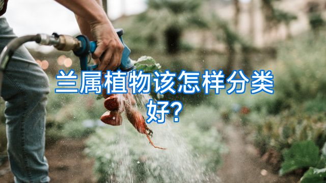 兰属植物该怎样分类好?