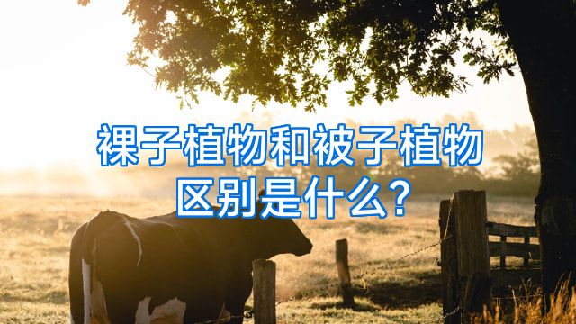 裸子植物和被子植物区别是什么?