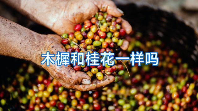 木樨和桂花一样吗