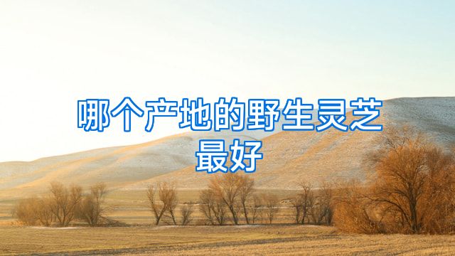 哪个产地的野生灵芝最好