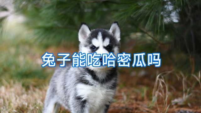 兔子能吃哈密瓜吗