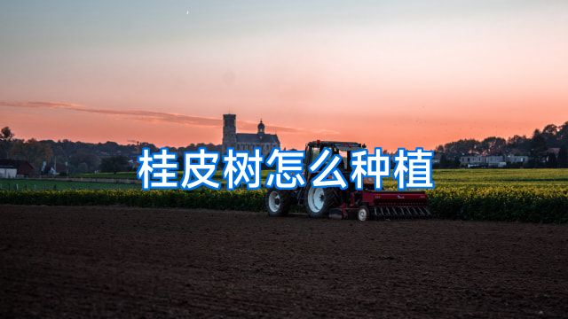 桂皮树怎么种植